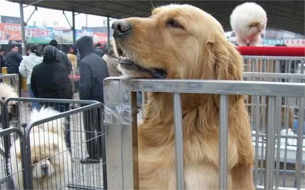 想买纯种的金毛犬，不妨按照小编的挑选标准来，起码不会被商贩坑