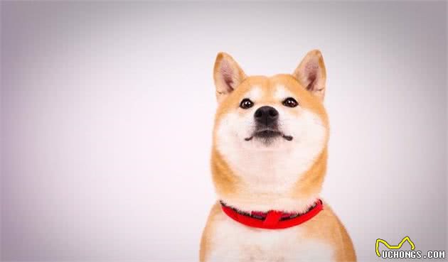 了解4种狗狗的叫声，你就知道它要向你表达什么？每种都不同哦
