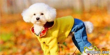 给狗穿衣服，别为了美观而忽略这5大注意事项