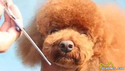 这才是给“泰迪犬修毛”的正确方法，学会了，狗狗就能够美美哒