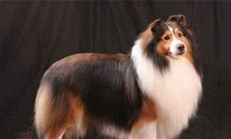 喜乐蒂牧羊犬适合吃什么犬粮喜乐蒂的犬粮注意事项