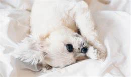 如何饲养好贵宾犬