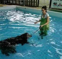 时尚宠儿阿富汗猎犬，下水竟变成一团紫菜，毛太重游都游不动