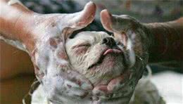 狗狗体味重的原因