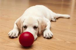 如何测试宠物的各项能力及性格