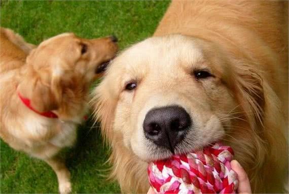为什么大家都不敢养金毛犬？这5点，不是人人都能接受的！