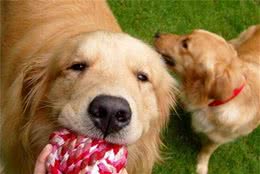 为什么大家都不敢养金毛犬？这5点，不是人人都能接受的！