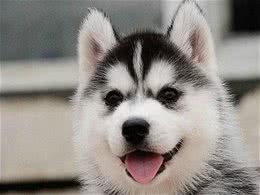 新手养狗前必须要知道的几点基本知识