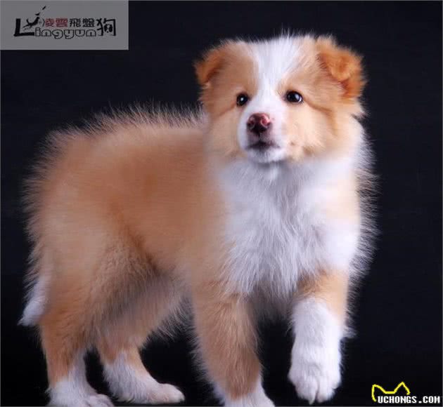 伴侣犬调教-狗狗乱叫扰民，怎么办？