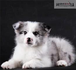 伴侣犬调教-狗狗乱叫扰民，怎么办？