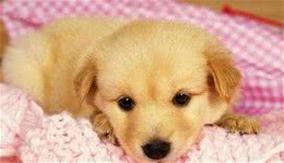 狗狗的分类别管理—幼犬管理