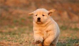 幼犬如何饲养，饲养幼犬的5个技巧