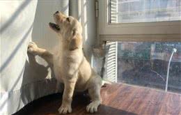 母犬生殖系统有哪些常见疾病？