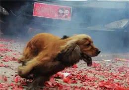 狗狗害怕烟花爆仗怎么办？安慰可能没用，6步让狗狗适应烟花爆仗