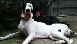 3分钟，告诉你狗狗不爱吃犬粮可能存在于以下几个原因