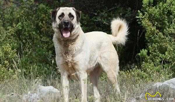 饲养大型犬，这4点必须要注意，否则会让你悔不当初