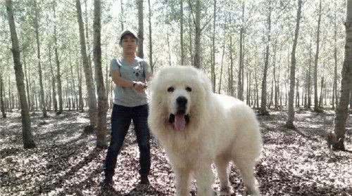 大白熊犬的性格大白熊犬性情温和耐力好