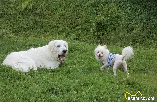 大白熊犬的性格大白熊犬性情温和耐力好