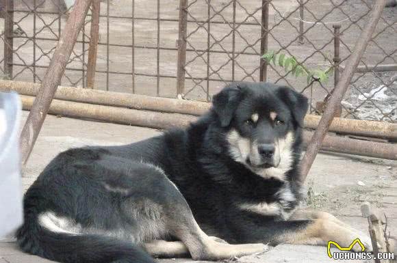 此犬打架、护卫、咬獾样样精通，田园犬喜好者有志之士必读的好文