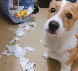 狗狗体臭洗澡也没用？多是疾病引起！不同疾病会散发出不同臭味