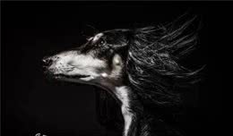 百科犬说之萨路基犬