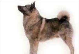 挪威猎麋犬哪里有卖宠物商店或网上都能够