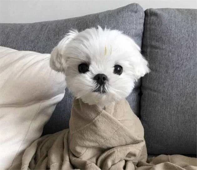 什么什么？这些看似呆萌的小型犬居然还有其他身份