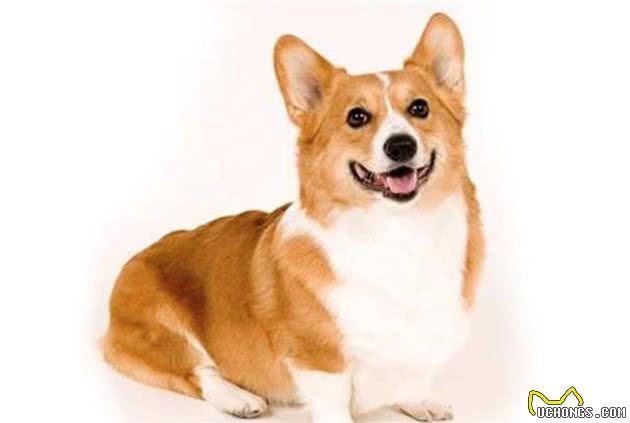 什么什么？这些看似呆萌的小型犬居然还有其他身份