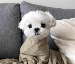 什么什么？这些看似呆萌的小型犬居然还有其他身份