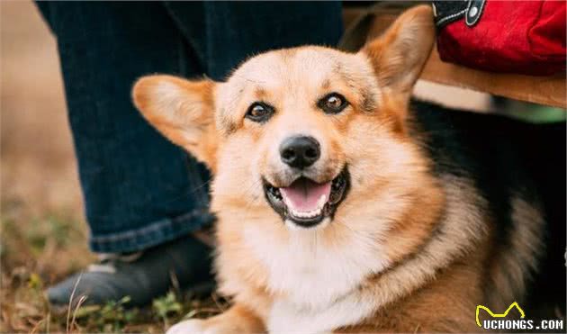 狗狗耳朵的6种类型，你家的属于哪一种呢？