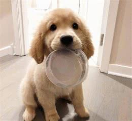 狗狗的各个行为代表什么意思？