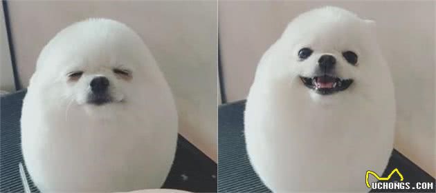 博美犬训练哪些是重点？其实做好止吠训练，其他的都好说