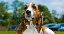 巴吉度猎犬优缺陷叫声穿透力太强还有口水