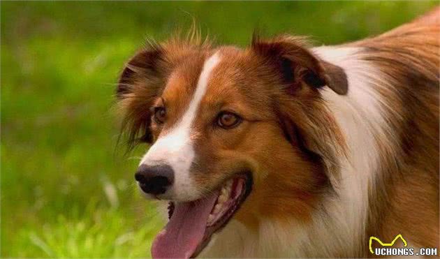 狂犬病潜伏期长达20年？正确认识和预防狂犬病防止盲目恐慌