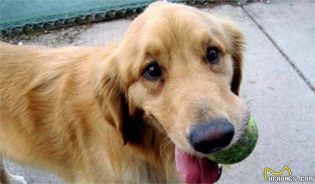 狂犬病潜伏期长达20年？正确认识和预防狂犬病防止盲目恐慌