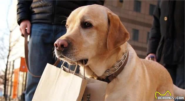 狂犬病潜伏期长达20年？正确认识和预防狂犬病防止盲目恐慌