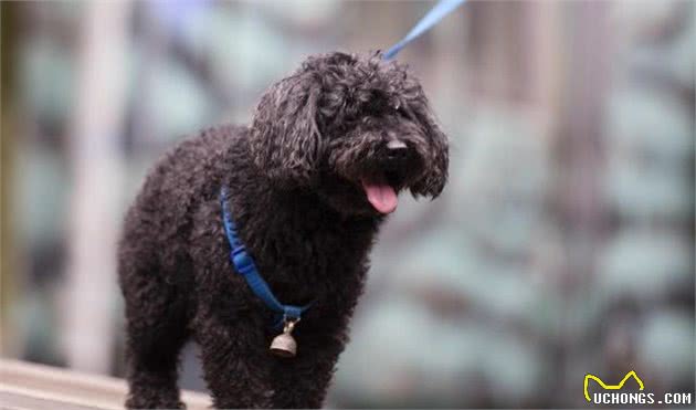 狂犬病潜伏期长达20年？正确认识和预防狂犬病防止盲目恐慌