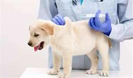 狂犬病潜伏期长达20年？正确认识和预防狂犬病防止盲目恐慌