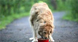 饲养狗狗，有这五个特点，说明狗狗很健康