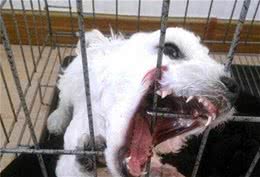 不要把狗狗随便丢弃，这5个后果，对狗狗伤害都很大