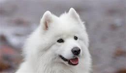 如何饲养萨摩耶犬？萨摩耶犬饲养注意事项