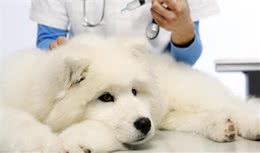 狗狗身体不舒适时，吃什么来补身体好？