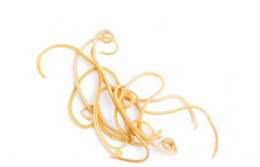 狗狗肚子长蛔虫，一般看不出来！但接触狗的小孩子容易中招