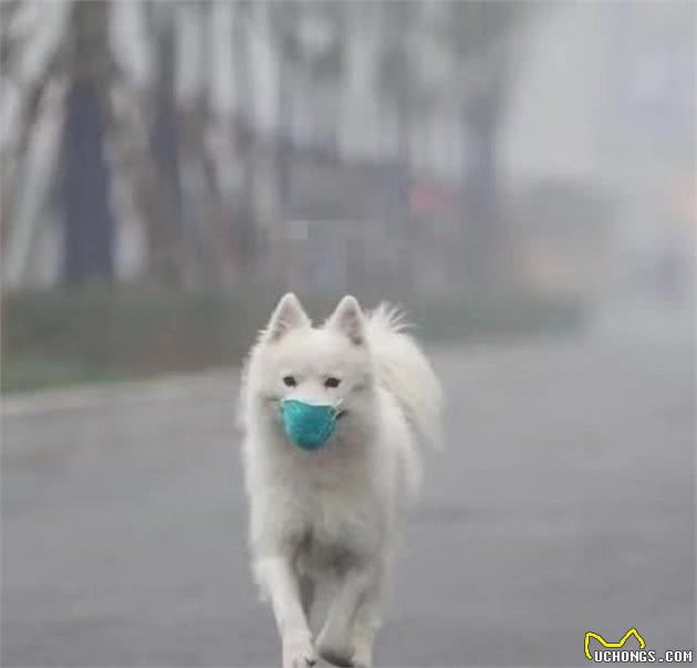 特殊时期遛狗，看看人家的“硬核”操作，你是不是也这样的？
