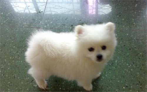 博美犬吃什么教你如何饲养博美犬