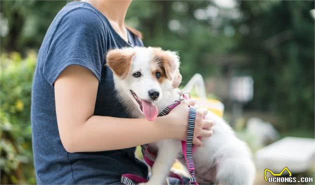 不想给狗狗做手术也不愿意让它繁殖，宠物主人可以使用这个办法