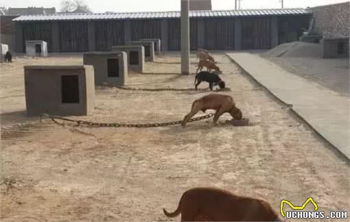 斗犬，谁能问鼎江湖，“战神”比特