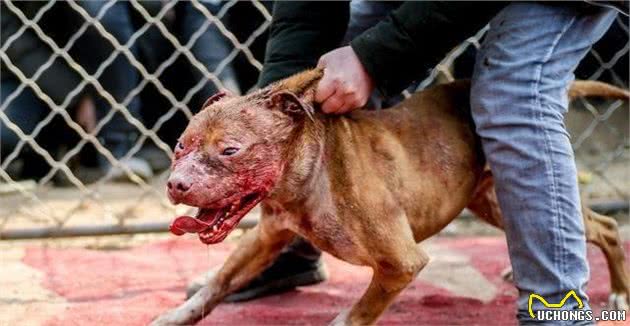 斗犬，谁能问鼎江湖，“战神”比特