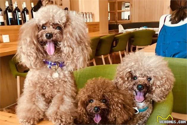 贵宾犬便则几百，贵则上万，贵宾犬的价格差别为什么这么大？