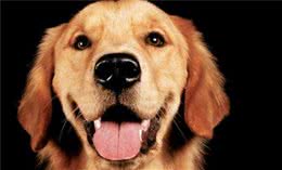 金毛寻回犬身高金毛公犬肩高23到24英寸